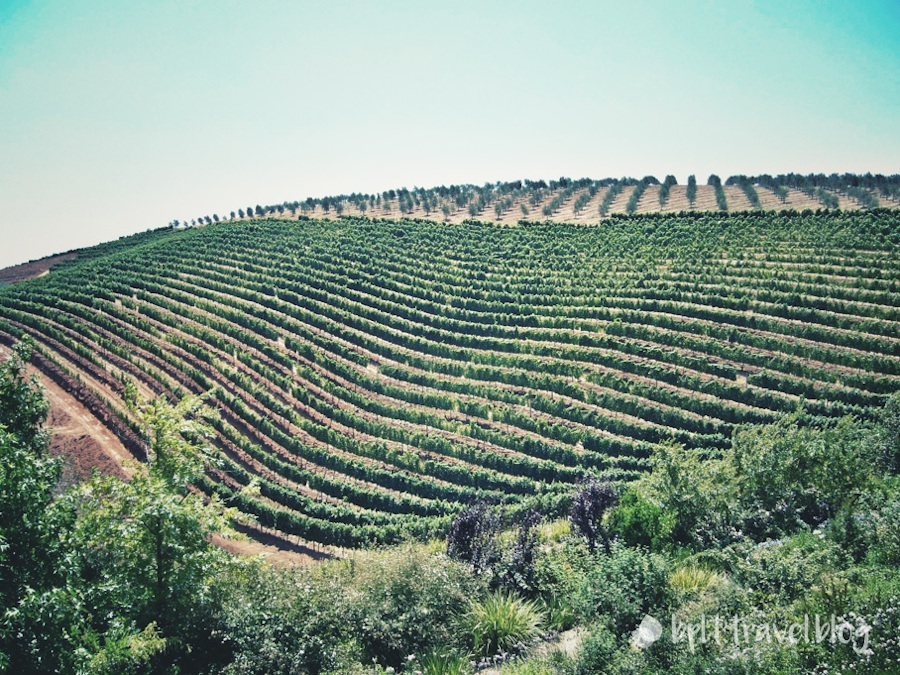 Vineyards on the outskirts of Cape Town.