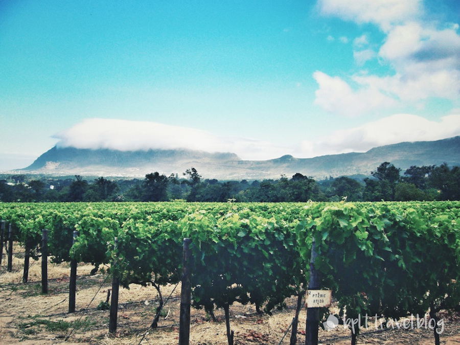 Table Mountain as seen from Groot Constantia, Cape Town.