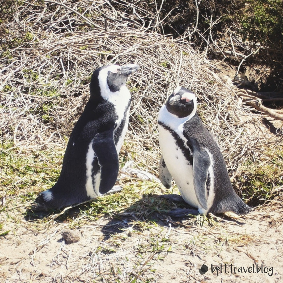 African penguins at Boulders Beach, Cape Peninsula.