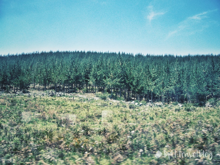 En route from Cape Town to the Garden Route.