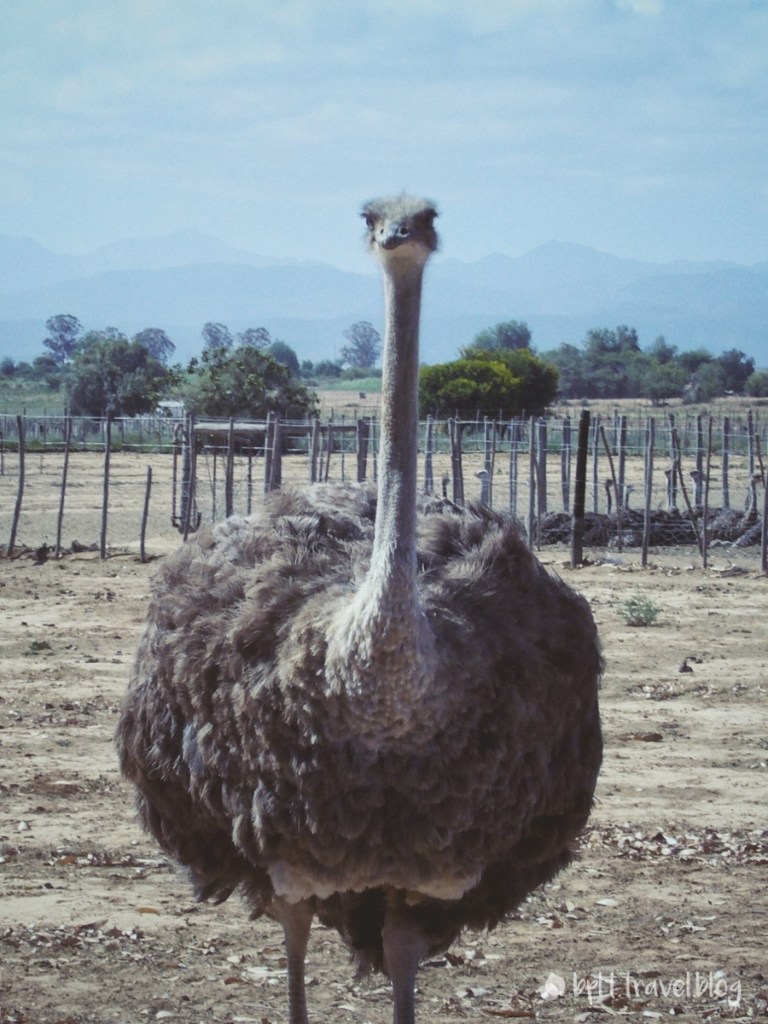 Ostriches at the Safari Ostrich Farm in Oudtshroon, Garden Route.