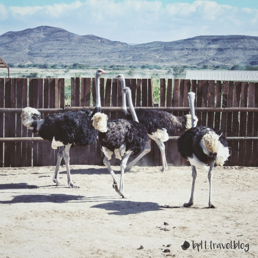 Ostriches at the Safari Ostrich Farm in Oudtshroon, Garden Route.