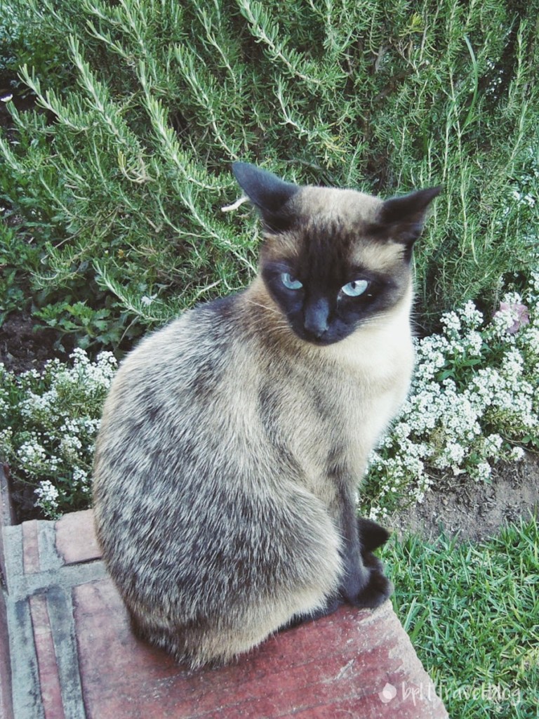 A cat welcome at La Plume, Garden Route.