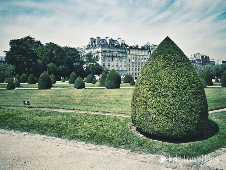 Conical bushes on the lawn of the Hôtel des Invalides, Paris.