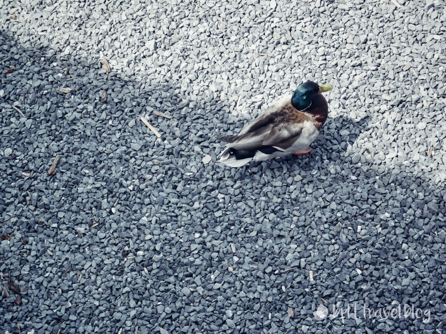 A Mallard drake in Lucerne, Switzerland.
