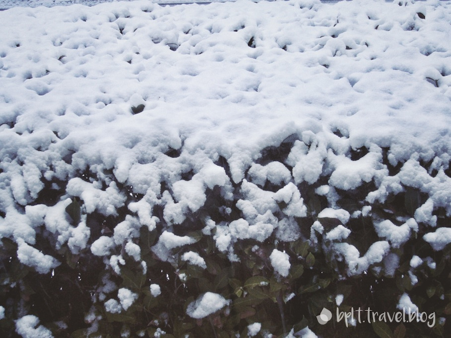 Bush covered in snow, Vancouver, Canada.