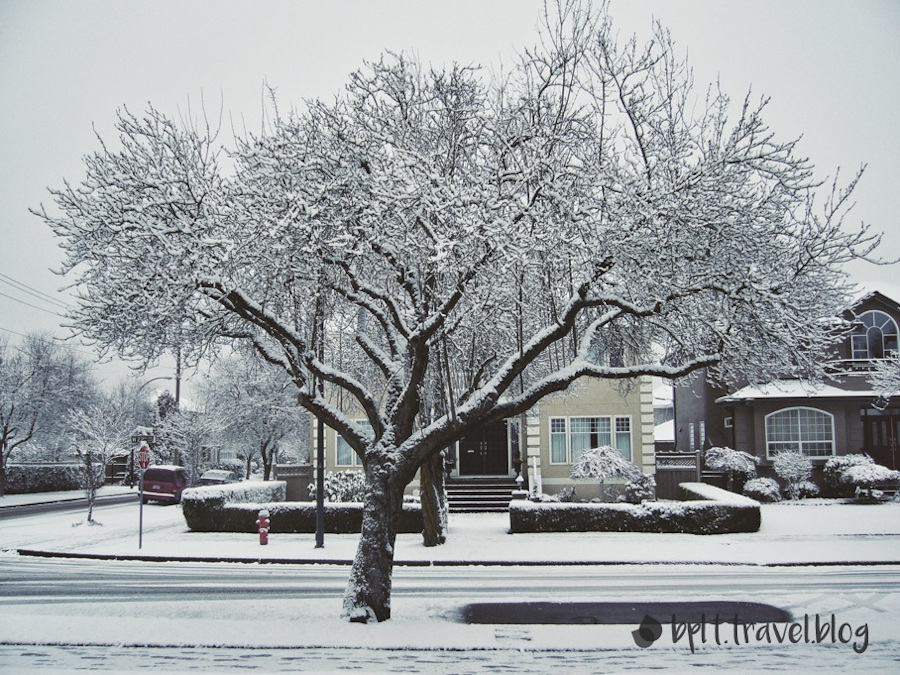 A snow-covered tree on the streets of Vancouver.