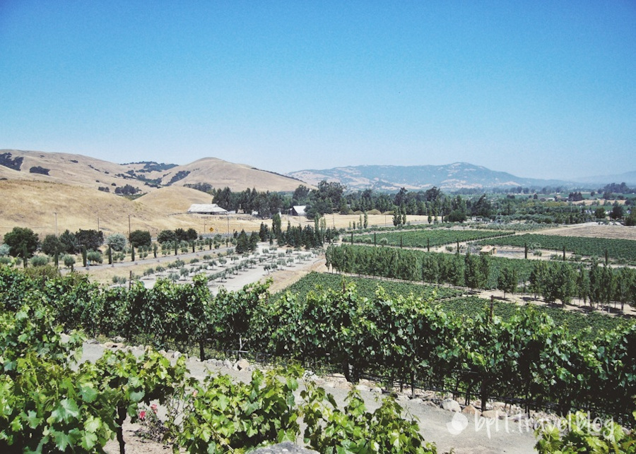 Vineyards in Sonoma Wine Country, San Francisco, USA.