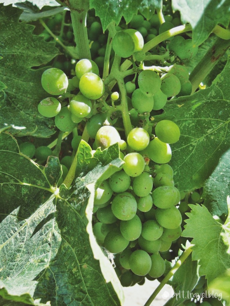 Grapes hanging off vines in Sonoma, San Francisco, USA.