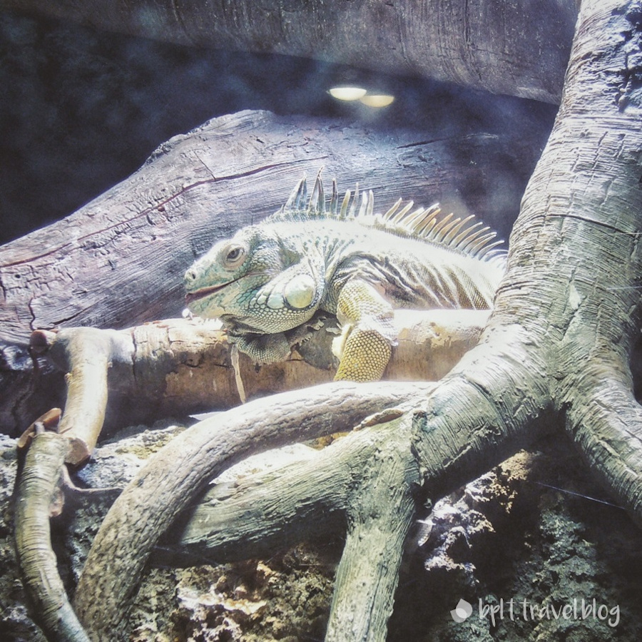 An iguana at the Osaka Aquarium Kaiyukan in Japan.