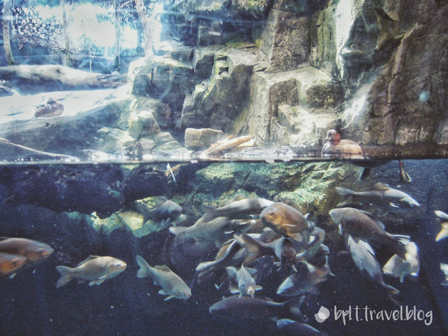 The Osaka Aquarium Kaiyukan in Japan.