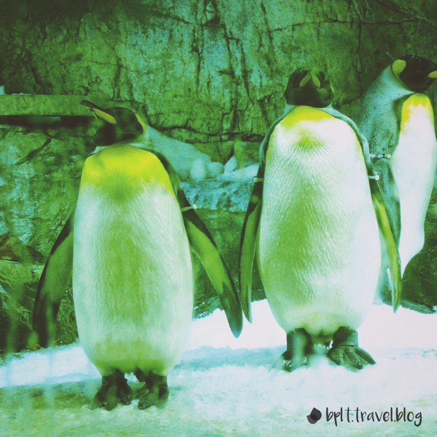 King penguins at the Osaka Aquarium Kaiyukan in Japan.