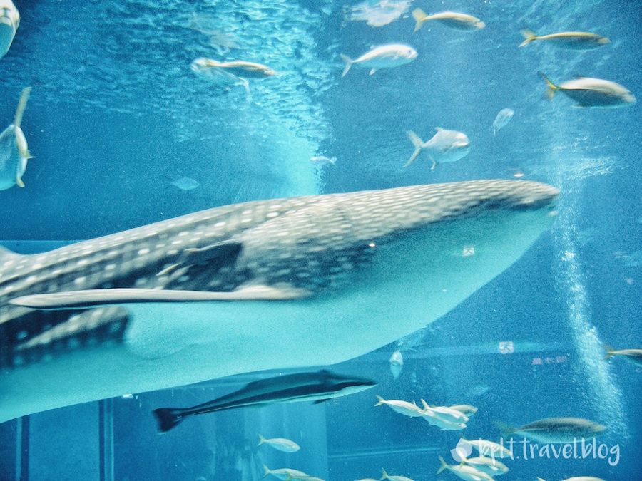 Whale sharks at the Osaka Aquarium Kaiyukan in Japan.