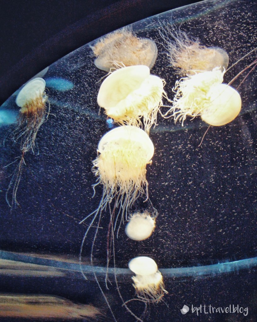 Jellyfish at the Osaka Aquarium Kaiyukan in Japan.