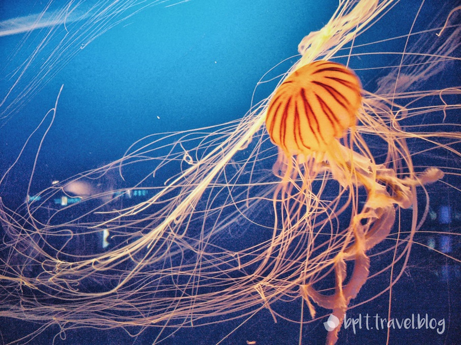Jellyfish at the Osaka Aquarium Kaiyukan in Japan.