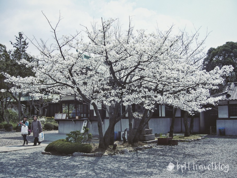Cherry Blossoms at the Osaka Castle in Osaka, Japan.