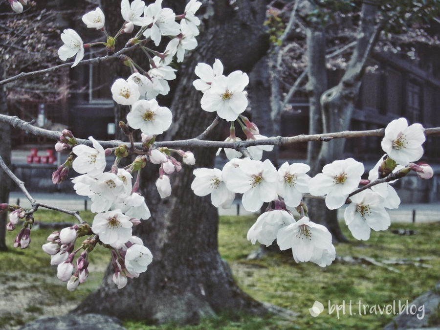 Cherry blossoms at To-ji in Kyoto, Japan.